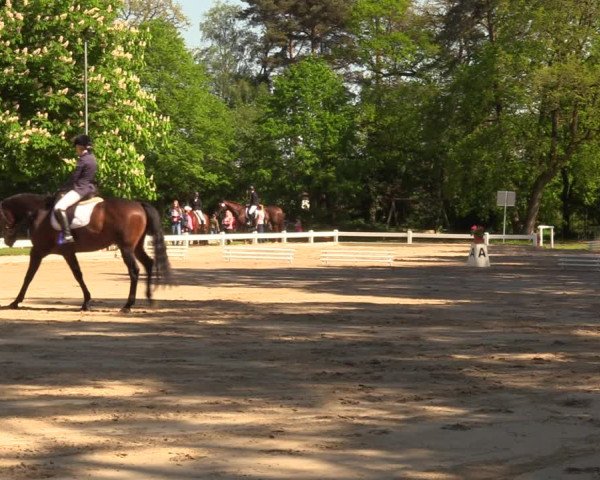 Reitturnier Meppen 2018