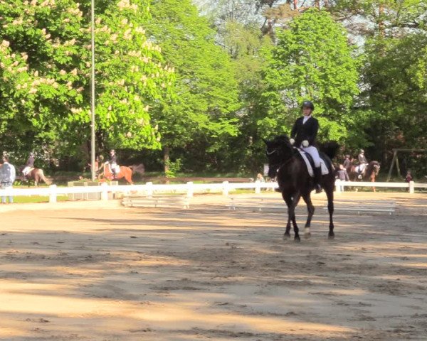 Reitturnier Meppen 2018