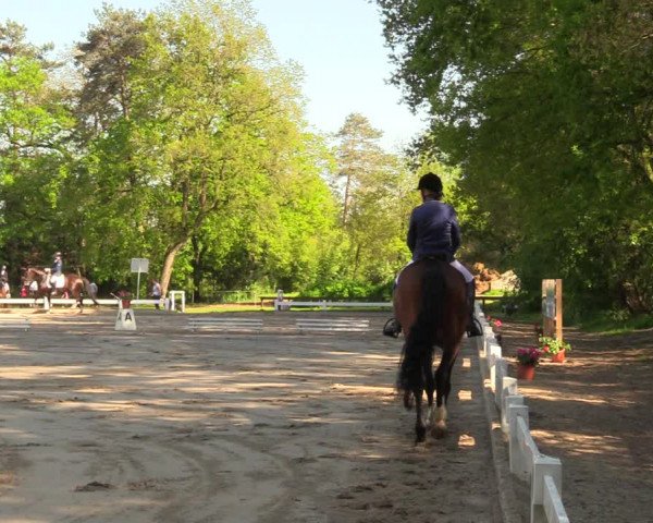 Reitturnier Meppen 2018