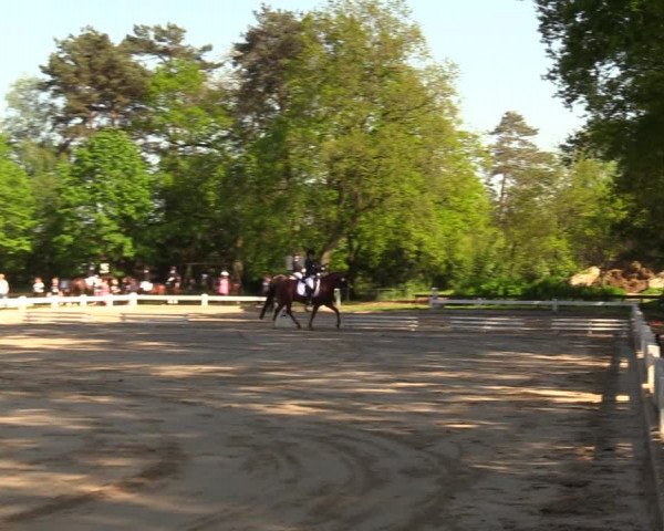 Equestrian Show Meppen 2018