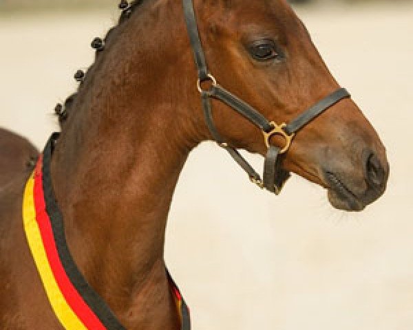 broodmare Dornröschen (German Riding Pony, 2014, from Dreidimensional AT NRW)