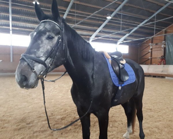 horse Kort (Polish Warmblood, 2011, from Corrado Boy)