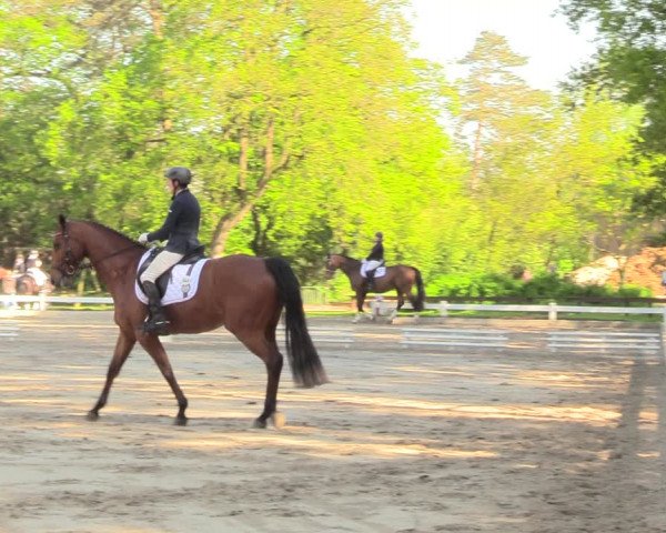 Reitturnier Meppen 2018