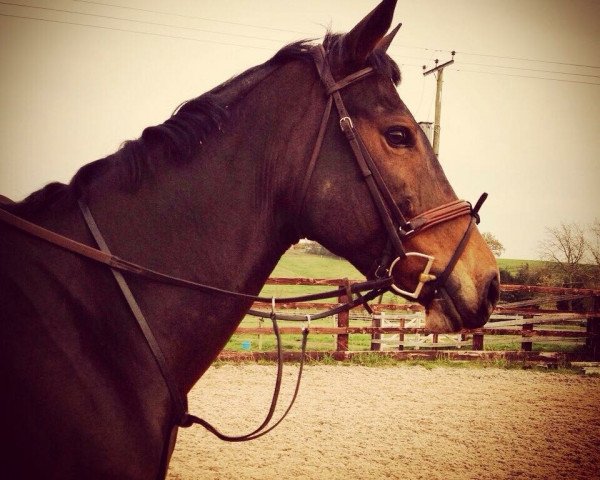 Zuchtstute Monarts Box of Trixs (Irish Sport Horse,  , von Cult Hero xx)