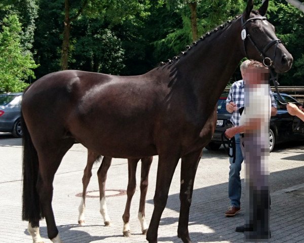 broodmare Eefje van de Nethe (Oldenburg, 2013, from Charmeur)