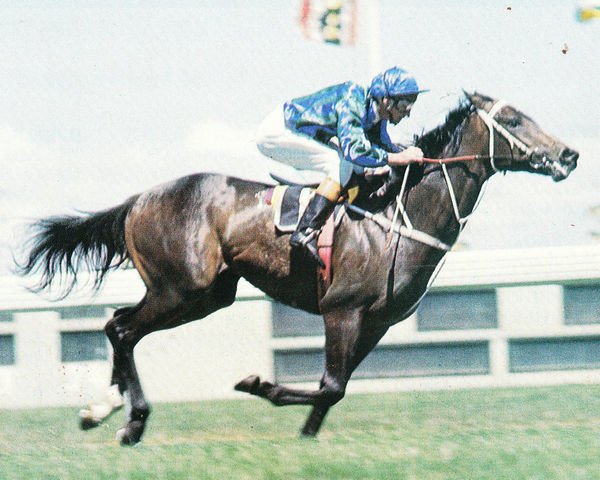 stallion Blazing Saddles xx (Thoroughbred, 1974, from Todman xx) stallion Blazing Saddles xx (Thoroughbred, 1974, from Todman xx)