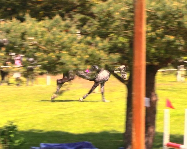 Reitturnier Altbarnim 2018