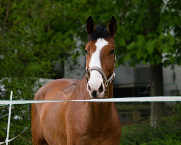 horse Camelion (Westphalian, 2012, from Cassini Gold)