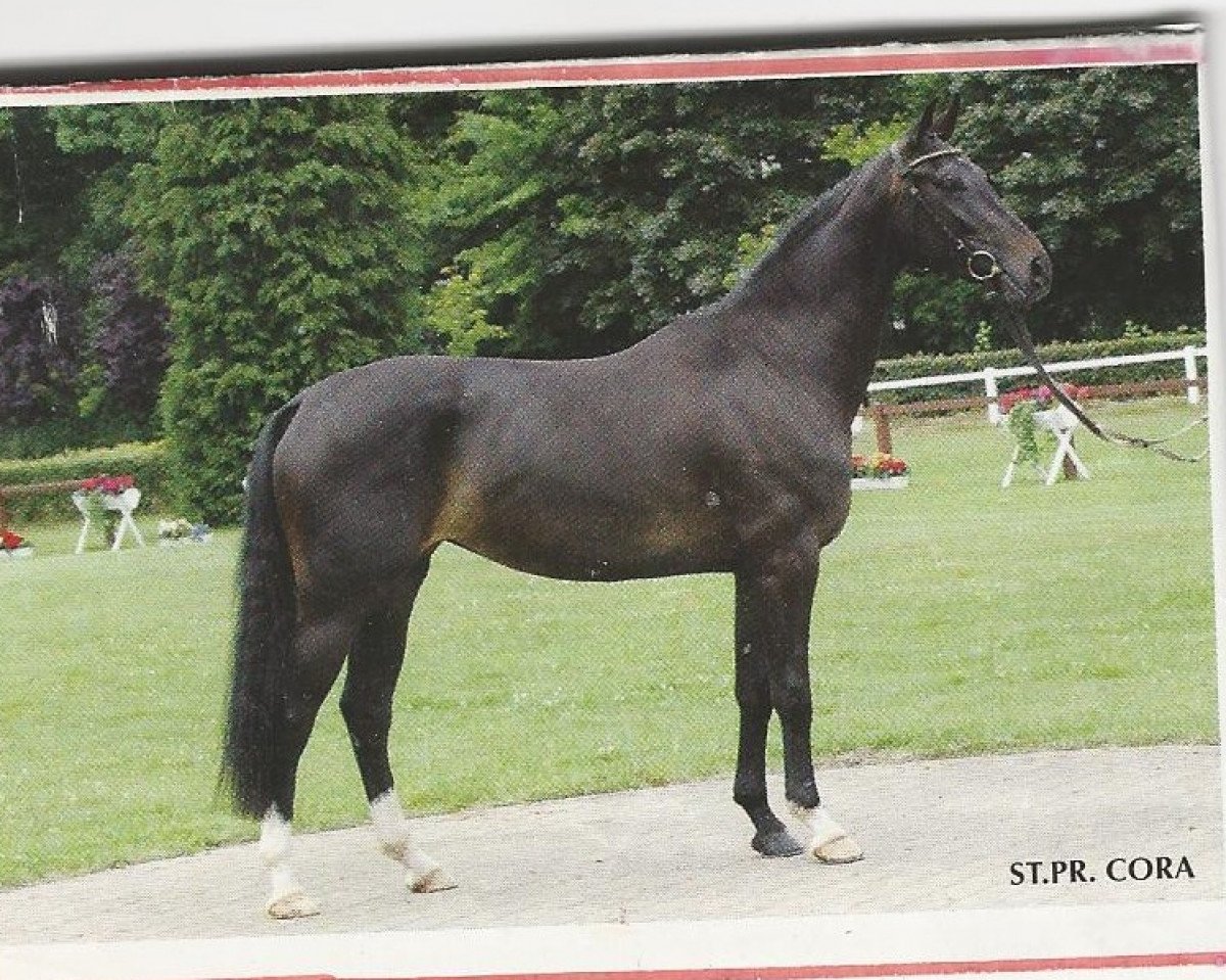 broodmare Cora (Hanoverian, 2002, from Contendro I)