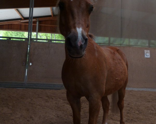 horse Fritze 10 (Welsh mountain pony (SEK.A), 1998) horse Fritze 10 (Welsh mountain pony (SEK.A), 1998)