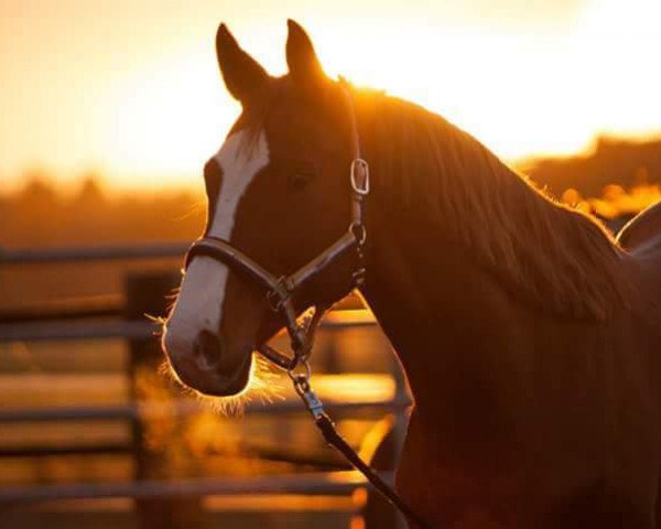 horse Larissa (Lou) (Rhinelander, 2006, from Lord Lancer)
