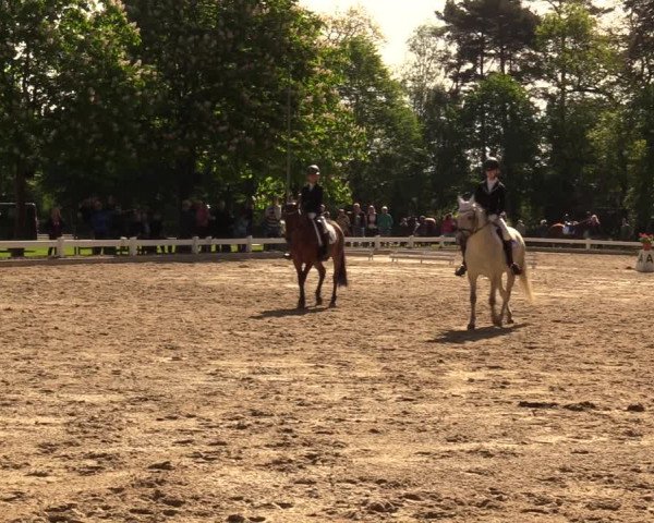 Reitturnier Meppen 2018