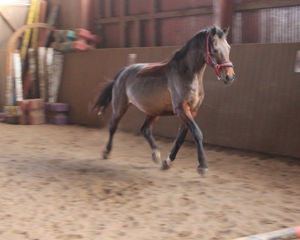 broodmare Kasta Diva (Oldenburg, 1996, from Sion)