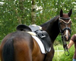 broodmare Donna Noblesse R (Hanoverian, 2013, from Dancier)