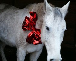 broodmare Lulu (German Sport Horse, 2009, from Lord 1014)
