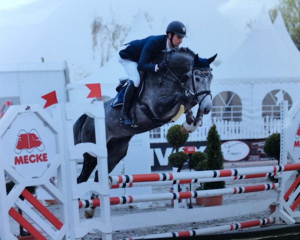jumper Carassini (Holsteiner, 2013, from Cachas)
