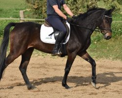 broodmare Panamera 16 (German Riding Pony, 2013, from Strahlemann)