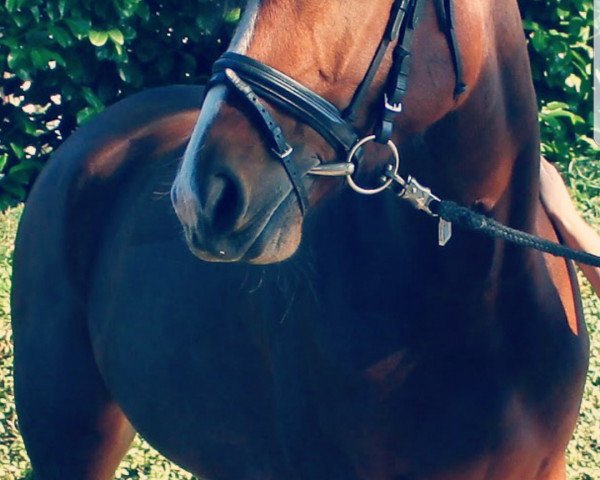jumper Corona Sunrise (Holsteiner, 2013, from Centurion)
