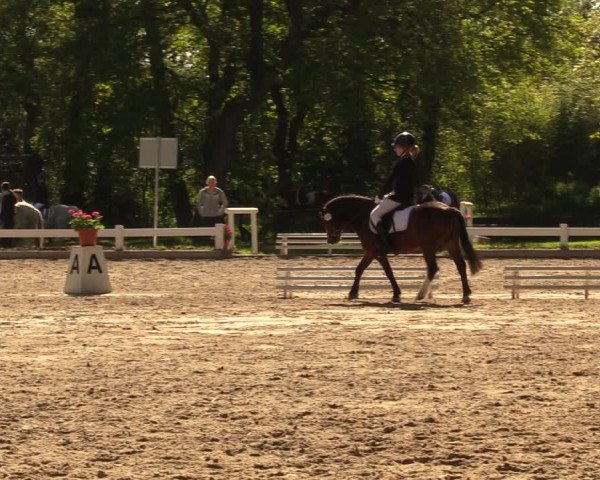 Reitturnier Meppen 2018
