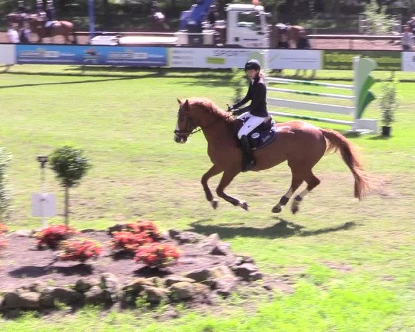 Reitturnier Meppen 2018