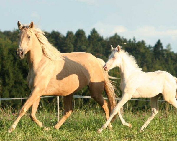 broodmare Claims Abendfee xx (Thoroughbred, 2014, from Allthegoldnftknox xx)