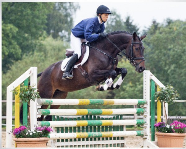 broodmare Bisazza (Trakehner, 2008, from Grafenstolz)