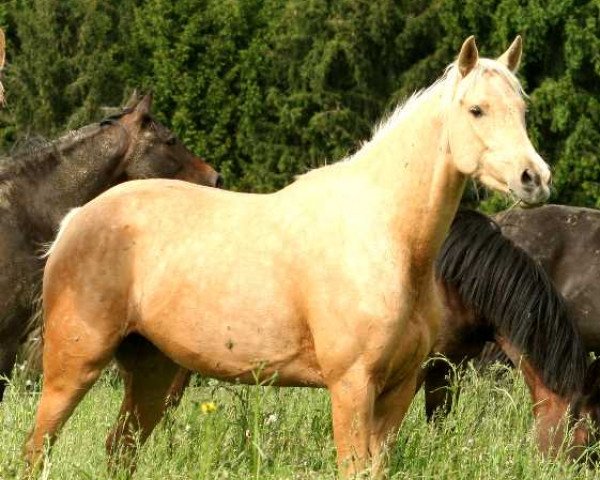 broodmare Claims to be Gold xx (Thoroughbred, 2009, from Snowy River xx) broodmare Claims to be Gold xx (Thoroughbred, 2009, from Snowy River xx)