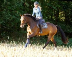 jumper Captain Future 15 (German Sport Horse, 2013, from Cristallo I)
