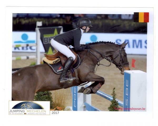 Zuchtstute Cuffesgrange Cavalidam (Irish Sport Horse, 2005, von Luidam)