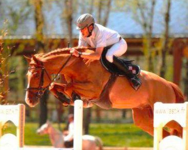 jumper Rubis de Bacon (Selle Français, 2005, from Quidam de Revel)