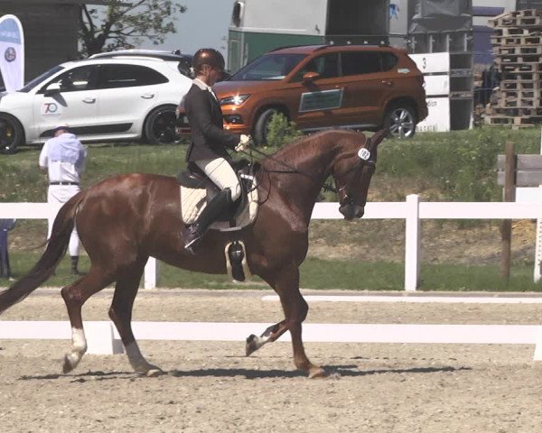 Fürstenwald Dressurtage 2018