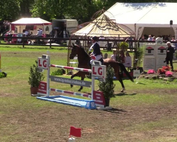 Reitturnier Meppen 2018