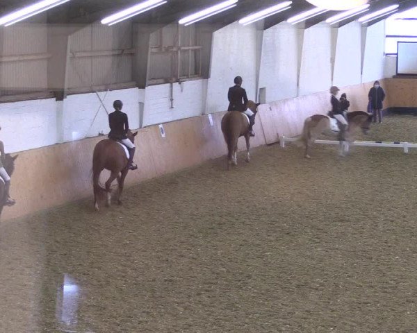 Reitturnier Datteln 2021
