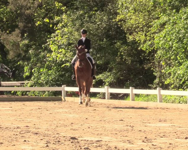 Reitturnier Meppen 2018