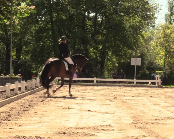Reitturnier Meppen 2018