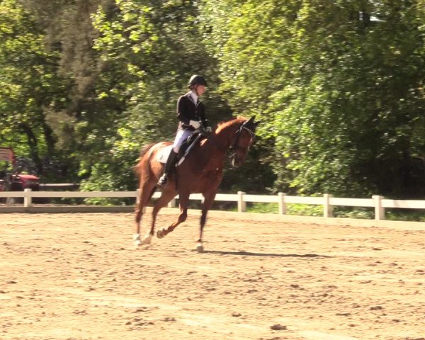 Reitturnier Meppen 2018