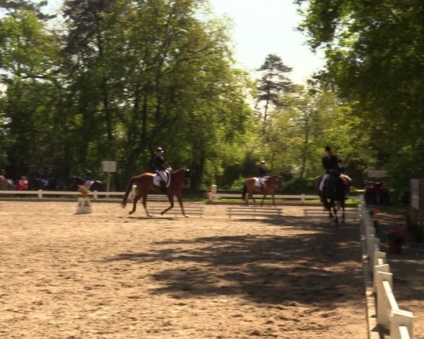 Reitturnier Meppen 2018