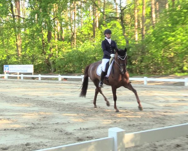 Reitturnier Meppen 2018