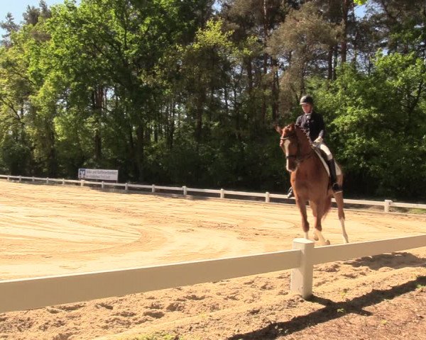 Reitturnier Meppen 2018