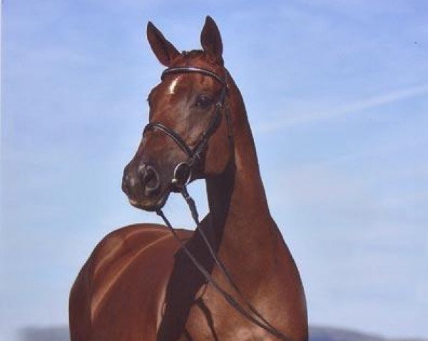 broodmare Katja SN (Trakehner, 1995, from Katamaran xx)