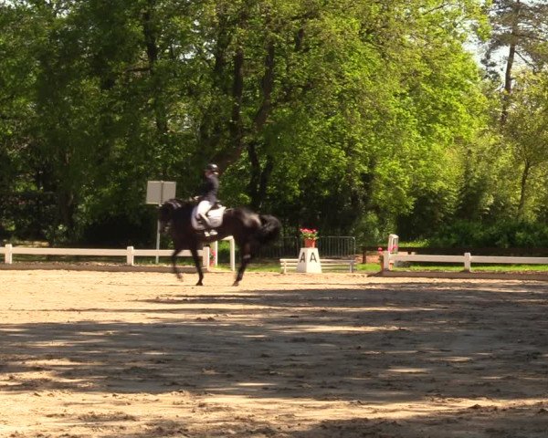 Reitturnier Meppen 2018
