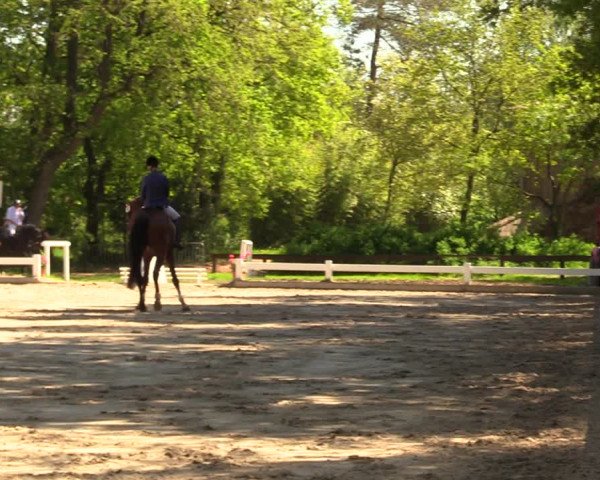 Reitturnier Meppen 2018
