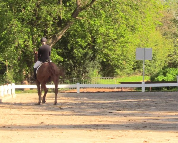Reitturnier Meppen 2018