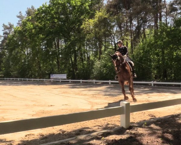 Reitturnier Meppen 2018