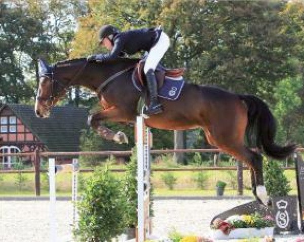 jumper Silvertops Quintina (Oldenburg, 2009, from Quintender 2) jumper Silvertops Quintina (Oldenburg, 2009, from Quintender 2)