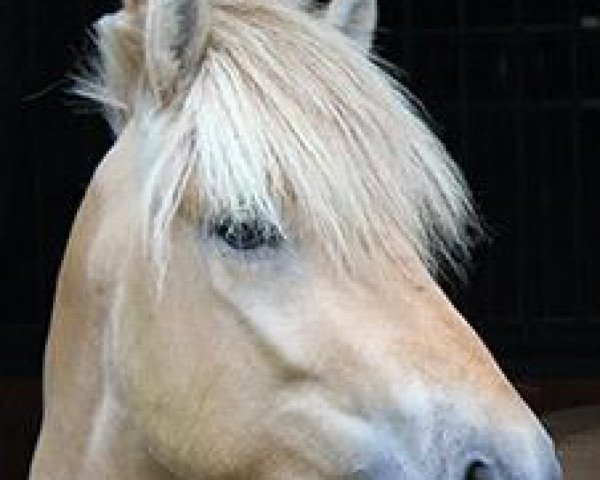 stallion Cavall (Fjord Horse, 2011, from Catago)