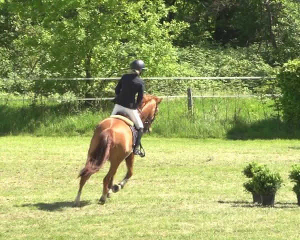 Reitturnier Jülich 2018