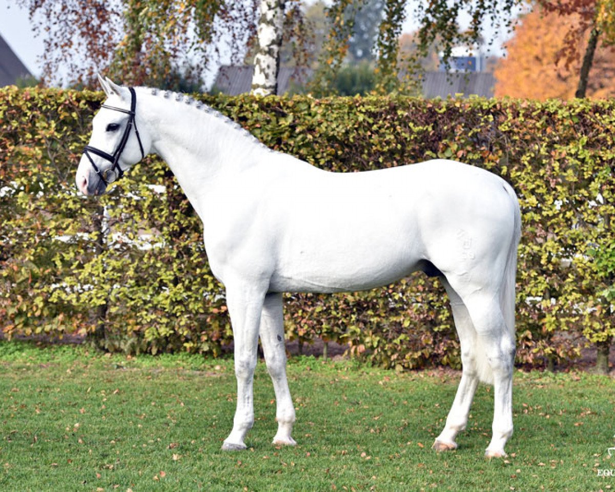 stallion Colestus (Westphalian, 2006, from Cornet Obolensky)