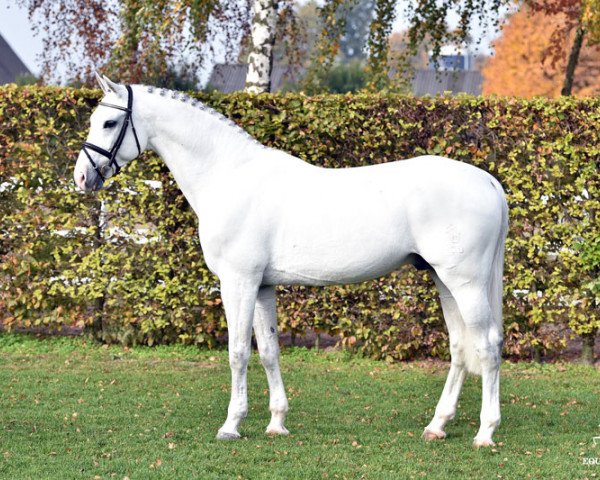 stallion Colestus (Westphalian, 2006, from Cornet Obolensky)