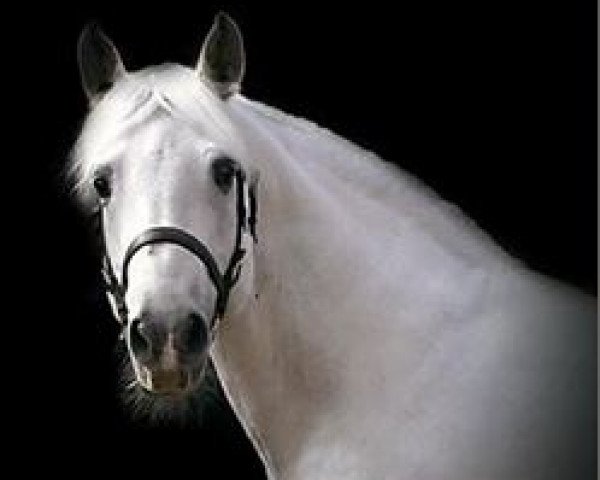 stallion Boden Park Finnard (Connemara Pony, 1986, from Ashfield Sparrow) stallion Boden Park Finnard (Connemara Pony, 1986, from Ashfield Sparrow)